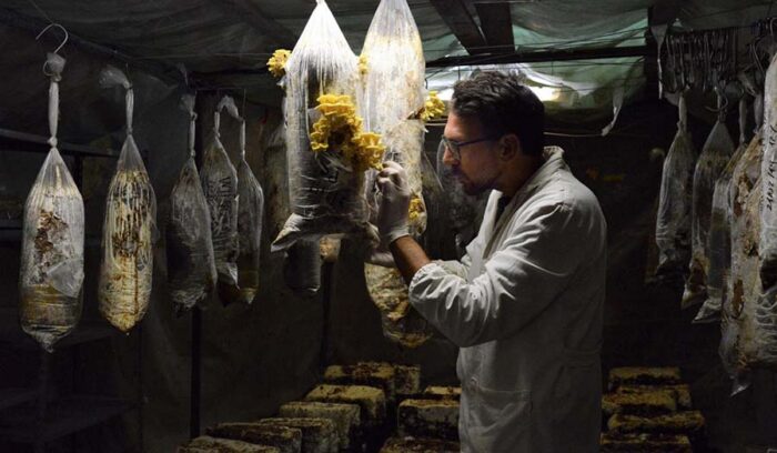 コーヒー豆のかすを利用したきのこ栽培。「フンギ・エスプレッソ」が目指す循環型農業