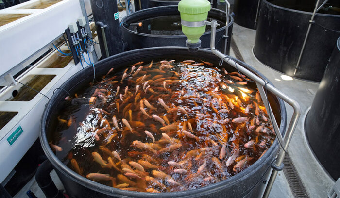 都会の真ん中で漁業と農業を一体化アクアポニックス最新形