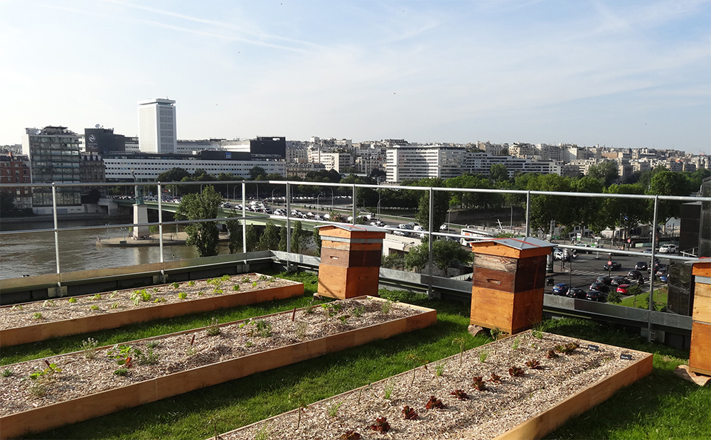 屋上農園の一角には、養蜂家の管理で蜂の巣箱を設置。作物の受粉を促す他、ハチミツという嬉しい副産物をもたらしてくれる。