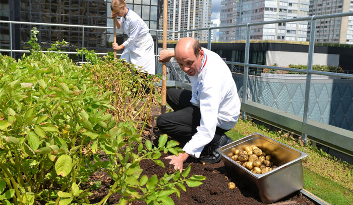 屋上で循環型農業を学ぶパリの名門料理学校