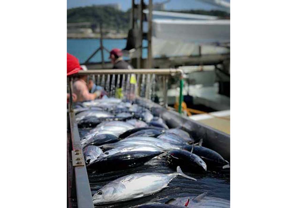 駿河湾に面した数か所の港に自ら買い付けに向かう。定休日も浜には顔を出し、海を見て漁師と話をする。