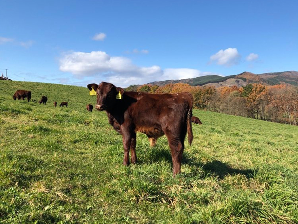 岩手県久慈市「いわて田村牧場」は通年放牧。雪深い冬も牛たちは外で過ごす