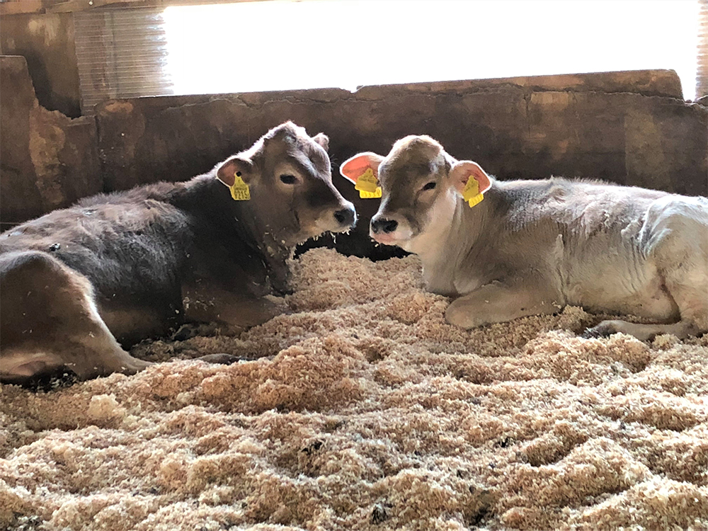 4月下旬、埼玉県東松山市「国分牧場」からジャージー牛のサツマ君（向かって左。まだ３カ月齢の頃の写真です）を入荷。31.2カ月齢になって、生体802kg、枝重量455kgの大物に成長。現在、枝で枯らし熟成中でＧＷ明けに加工・出荷予定。