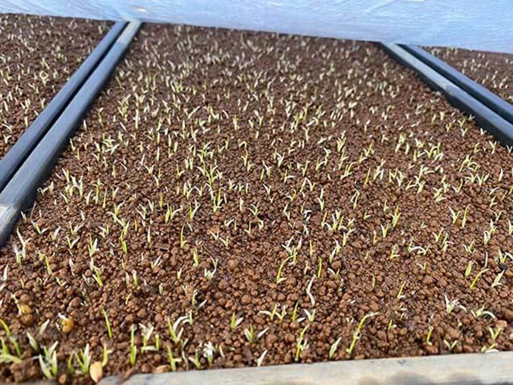 「遠野1号。今朝の様子です。まだ可愛いらしいですが、秋には、ふてぶてしくなってるはずです！」5月吉日、要太郎さんからの便りより。