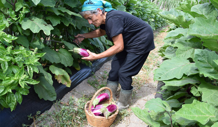 vol.56　Calabria: il gruppo dei produttori di Melanzana Violetta della provincia di Cosenza