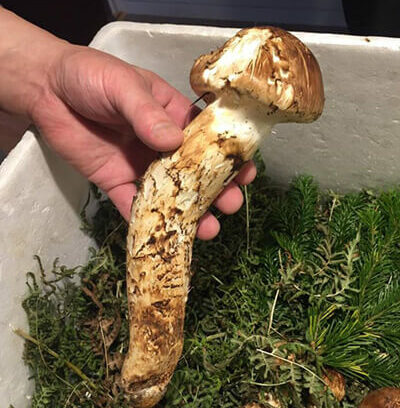 自然に寄り添うことの意味