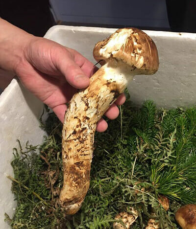 自然に寄り添うことの意味