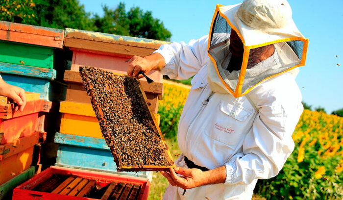 vol.38　アブルッツォ州ハチミツ生産者