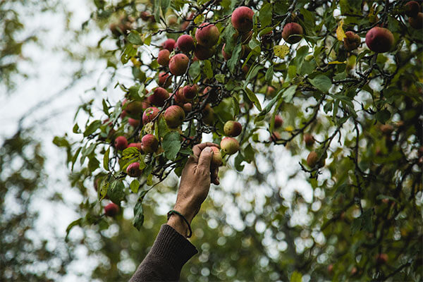 小規模生産の優れたシードルを消費者につなぐ
