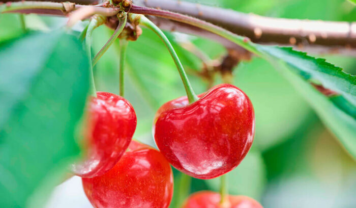 独自の品種を開発して産地を守り、世界を目指す。青森県が生んだ新品種「ジュノハート」