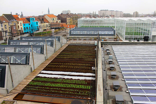 アクアポニックスで都市農業を発達させる