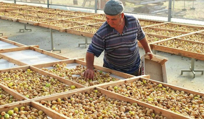 vol.7　カラブリア州 コゼンツァ産ドッタート種の干しイチジク