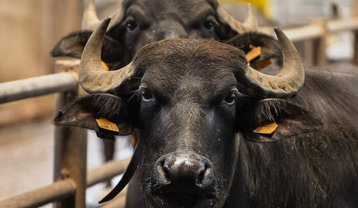 vol.45　カンパーニア州の水牛のモッツァレッラ生産者