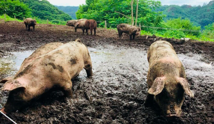 大地からの声――４人は自然に生かされている。藤原畜産　藤原仁さん、喜代子さん