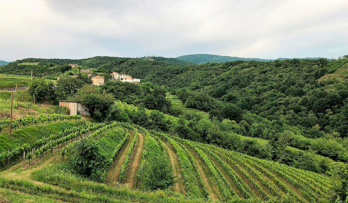 vol.28　フリウリ＝ヴェネツィア・ジューリア州コッリオ地域のワイン