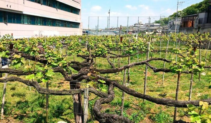 普通でいつづけるということ ～私の両親