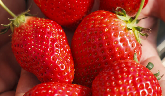Japanese Ingredients for the World’s Top Kitchens ＃04            STRAWBERRIES