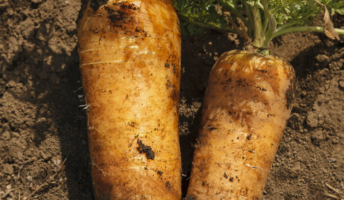 Japanese Ingredients for the World’s Top Kitchens ＃05            ORGANIC VEGETABLES