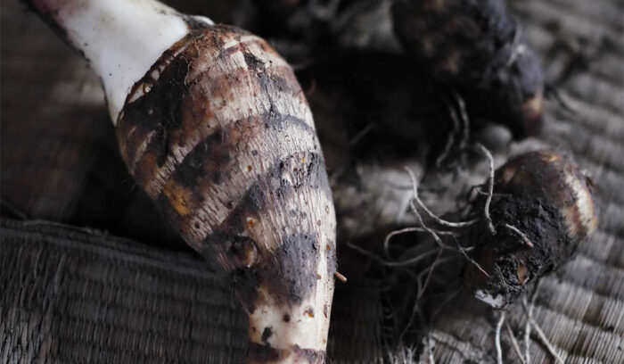 Japanese Ingredients for the World’s Top Kitchens ＃07            HEIRLOOM EBI-IMO TARO