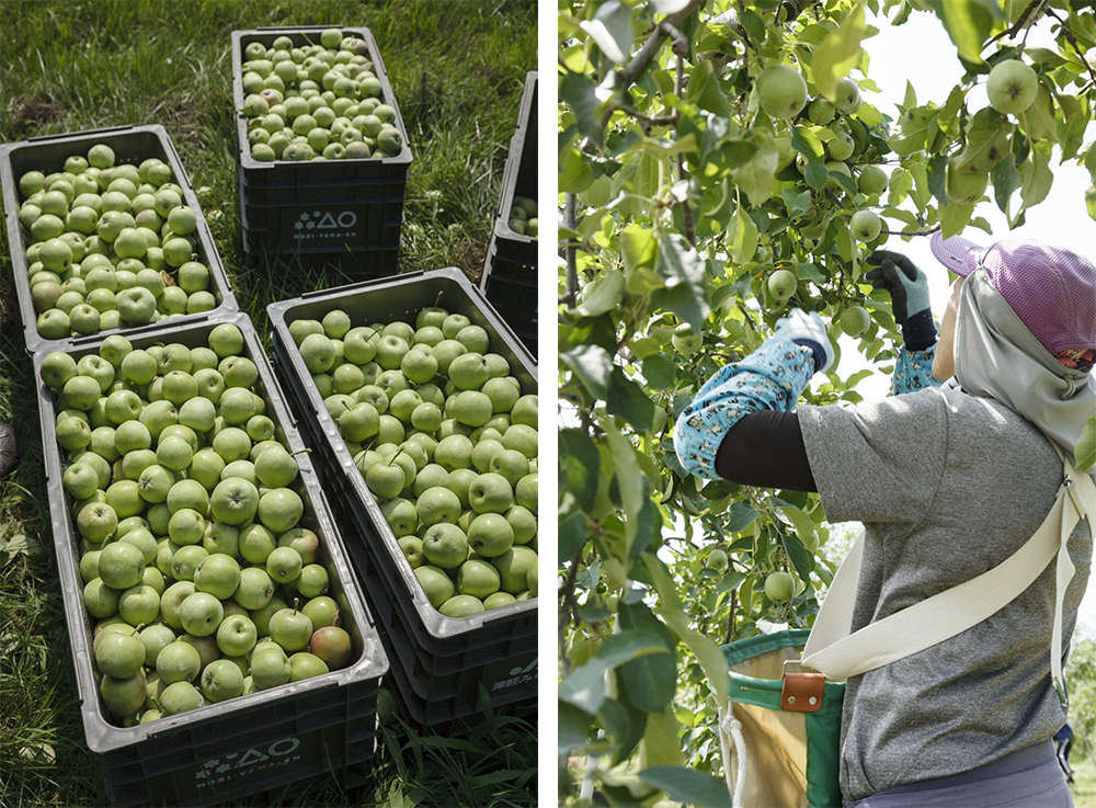 未熟リンゴを廃棄物ではなく原料に。摘果は６月上旬～７月下旬にかけて行われる。未熟リンゴは、これまで廃棄の道を辿っていたが、もりやま園では、果汁を搾って冷凍保存し、シードルの原料としてキープ。弘前は大学が多く、近隣の大学生たちがアルバイトに汗を流していた。