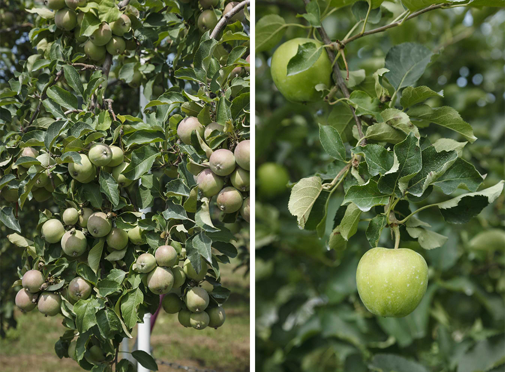 摘果前はたわわに実をつけているが、１枝に実るおよそ10個のうち、選抜して１個だけを生食用として残す。