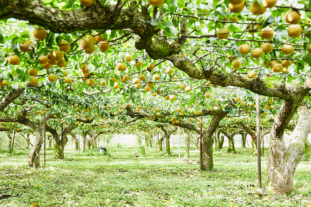 美しく棚が仕立てられ、やわらかな陽射しが射しこむ、茨城県石岡市・飯村栄さんの梨畑。