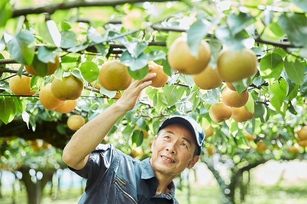 恵水の成熟具合をチェックする飯村さん。父とともに1.5ヘクタールの農園を営む。