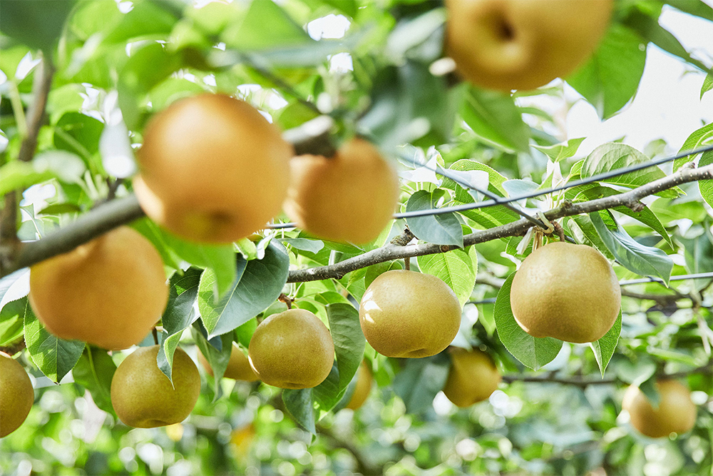 大きく実を育てるため、摘果して空間をあけることが必須。
