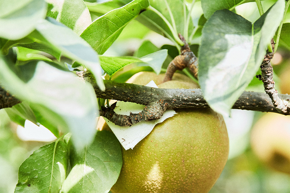 生育過程で枝や柵に当たると、実が変形してしまうのでクッションを挟む。