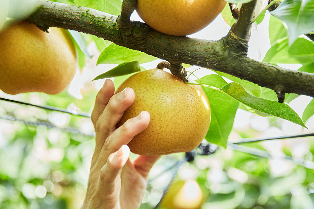 畑を訪れたのは、旬を目前に控えた８月下旬。「収穫まではあと一歩。あと数日しっかり陽を浴びると、大きくなって赤味も増してきそう」と、飯村さん。