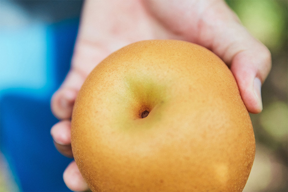 収穫のタイミングは、皮の色味を見て判断。