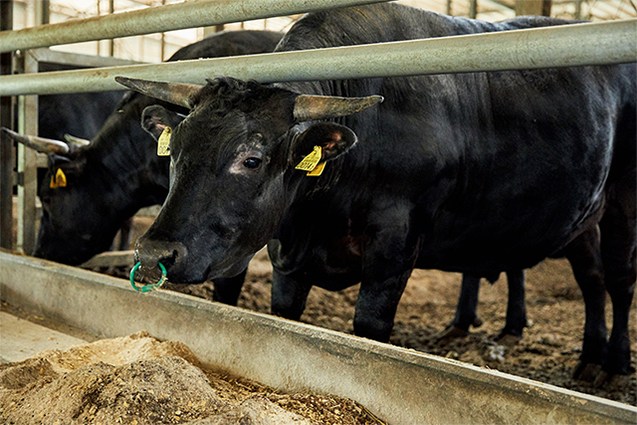 「長時間輸送などでストレスがかかると体調を崩し、牛も人間のように風邪を引きます。すると肉質も悪くなるんです」