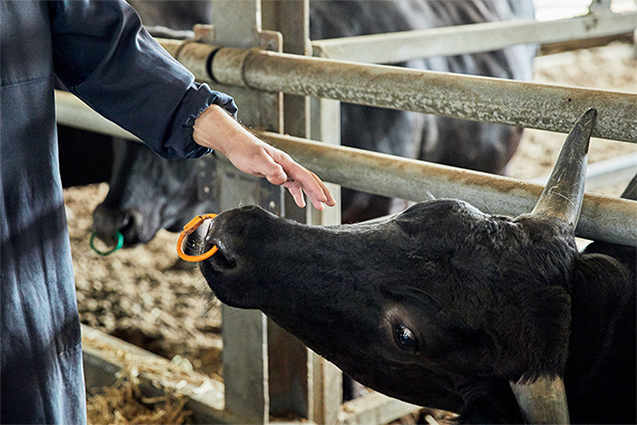 見知らぬ人間にもあまり怯える様子がない仔牛たち。月に5 頭前後の仔牛が誕生。約3カ月までは仔牛の牛舎で育てられる。