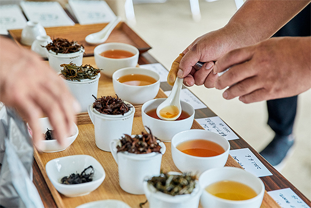 （奥から2番目）「実生やぶきた2nd（ウンカ芽）2021年６月」。茶につく虫・ウンカへの防御反応で生まれる蜜香が、東方美人の独特の香りのもととなる。
