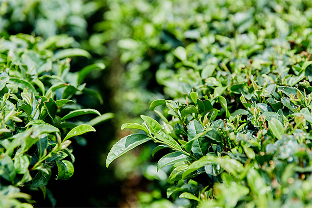 近隣は一面に今年5～6月に収穫したばかりの茶畑が広がる。