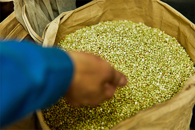 春蕎麦は鮮やかな緑色が特徴。色選別にかけ、緑色の濃いものを抽出した「大地」は全国の蕎麦店に人気。