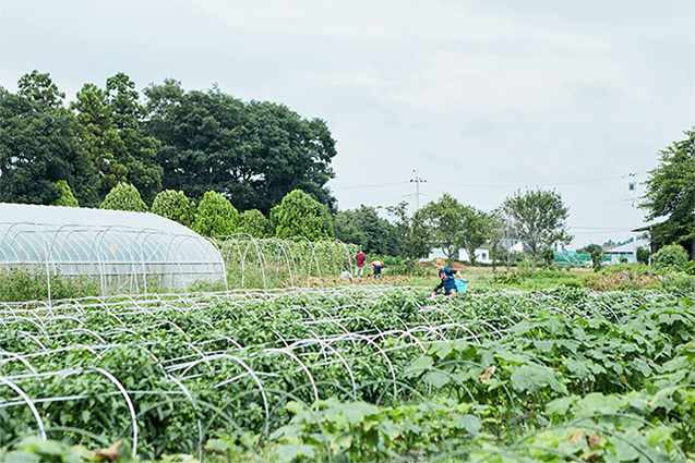 夏にはナスやオクラ、キュウリ、パプリカ、プチトマト、モロヘイヤなどができる。土づくりから栽培、収穫、選別や袋詰めなども、障がいのあるスタッフがそれぞれの得意な分野を担当する。