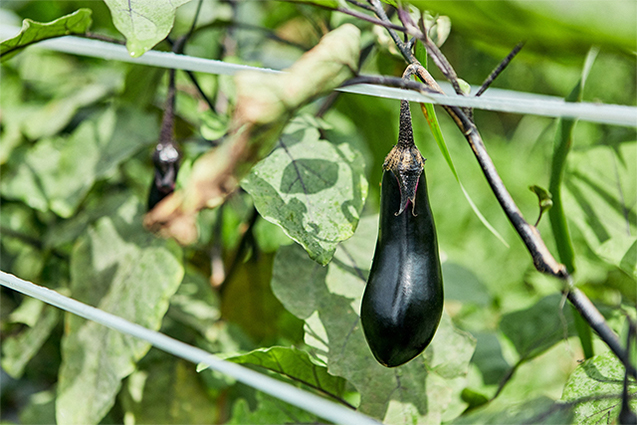 ホコリダニ被害でヘタが白くなったナス。「ヘタが白くなっても味はまったく影響はないのですが、やはり規格外になってしまいます」