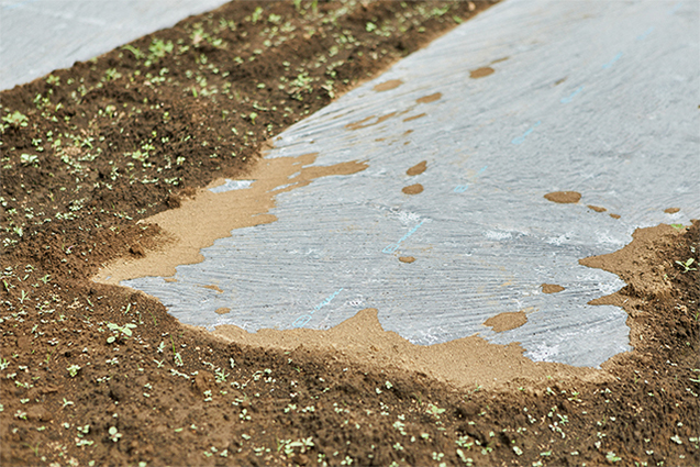 ビニールフィルム（マルチ）で地表面を覆い、地温の上昇を利用して土中の害虫や雑草の種などを死滅させる。無農薬の畑でよく行われる太陽熱消毒。