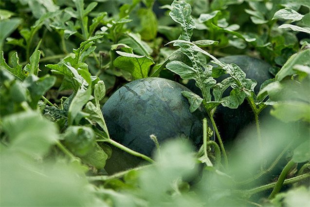 今年は９月下旬に収穫する農家の数が増えるなど、楽しめる時期も長くなりつつある。