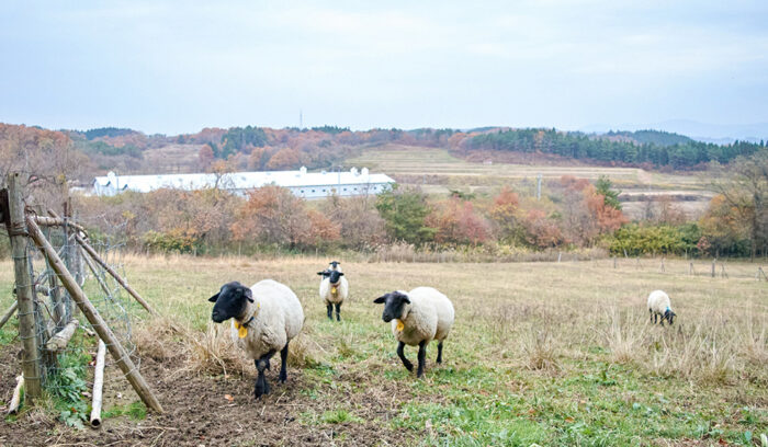 「いわて羊」の力を未来へ、日常を価値化するために。