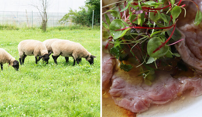 いわて羊の未来を語るシンポジウム、開催決定。（中止が決定しました）