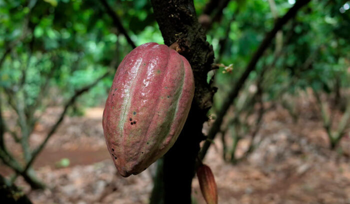 アジアのカカオ