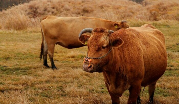 「Ａ２」の牛肉が意味するもの。第7回辻静雄食文化賞受賞 くまもとあか牛生産者・井 信行さん