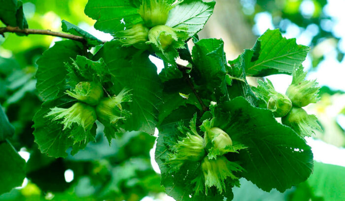 vol.18　ラツィオ州ヴィテルボのヘーゼルナッツ