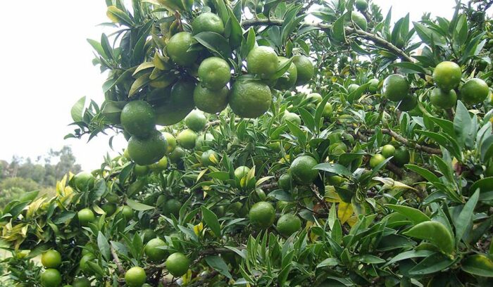 vol.47　Liguria: Produttore di chinotto