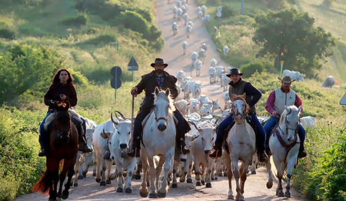 vol.33　Molise: Transumanza e Caciocavallo