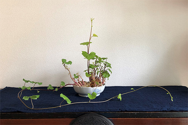 「野菜でアートができたらいい」と自宅では野菜を飾る愉しみも開拓中。