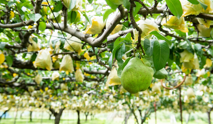 新潟の農産物を育てる〈新潟さん〉を訪れる旅    ＃新潟さんち    vol.３　100年を経て結実した味わい「ル レクチエ」