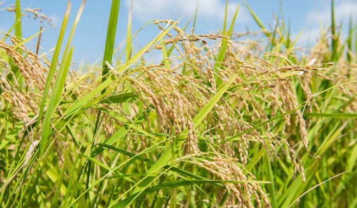 新潟の農産物を育てる〈新潟さん〉を訪れる旅＃新潟さんちvol.２　米どころの誇りと熱意